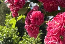 Photo of Слова и выражения для успешного общения