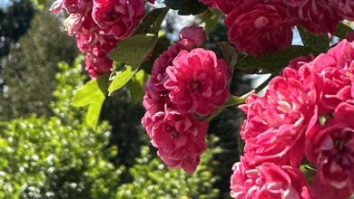 Photo of Слова и выражения для успешного общения