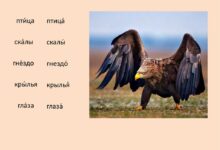 Photo of Грамматика: согласование подлежащего и сказуемого