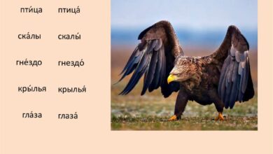 Photo of Грамматика: согласование подлежащего и сказуемого