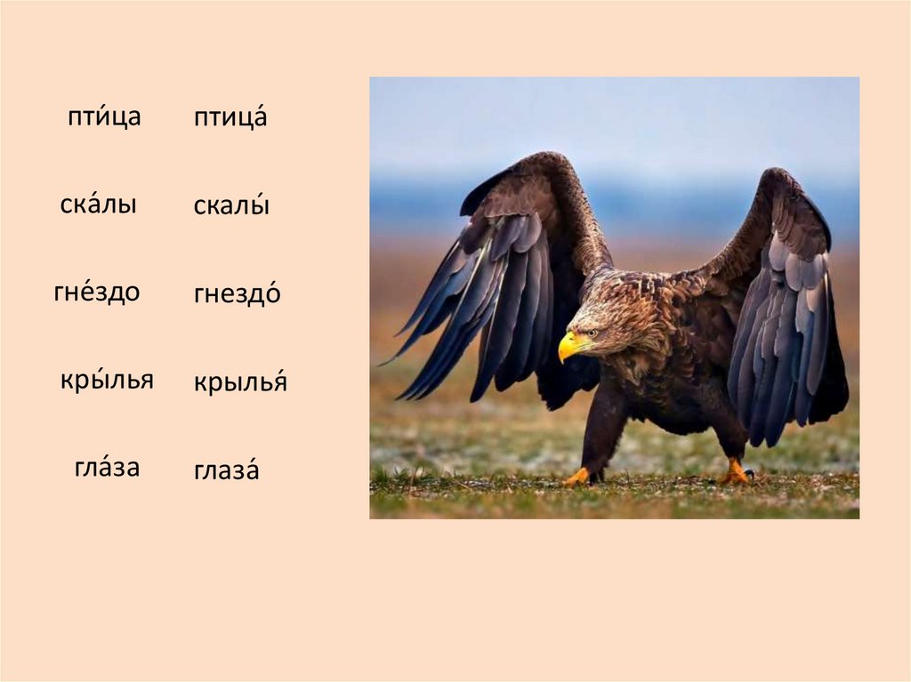 Фото 35 — Грамматика: согласование подлежащего и сказуемого